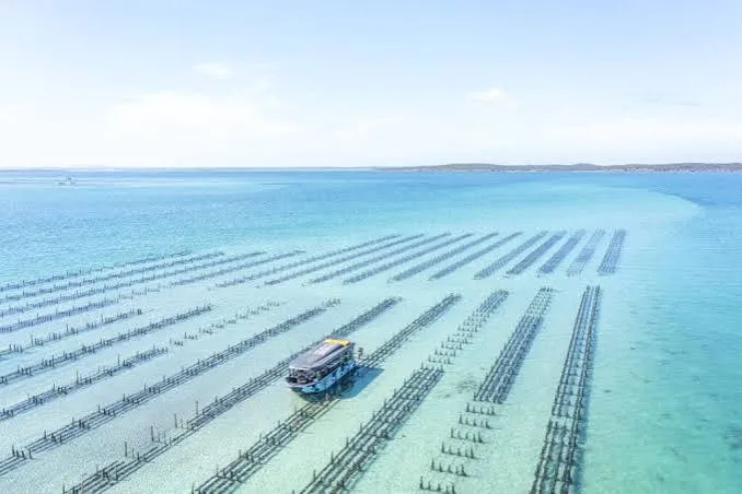 Aerial view of oyster leases in the turquoise shallows of Coffin Bay, South Australia